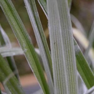 Astelia chathamica 'Silver Spear' 60-80 cm